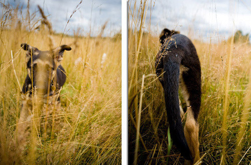 Hayvanların gözüyle dünya - Resim: 2