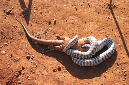 Avlanma anı adım adım görüntülendi - Resim: 2