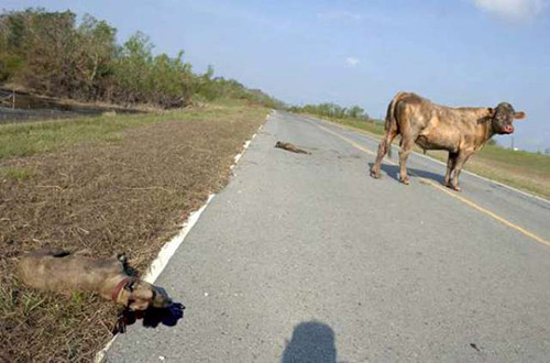 2 pitbull boğaya saldırırsa ne olur? - Resim: 4