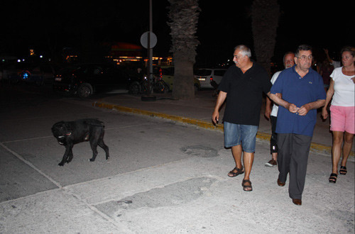 Başıboş köpekler tatilcileri bıktırdı - Resim: 2