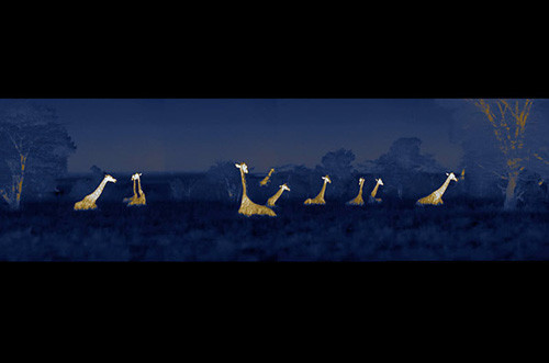 Hayatta kalmak için öldürüyorlar - Resim: 3