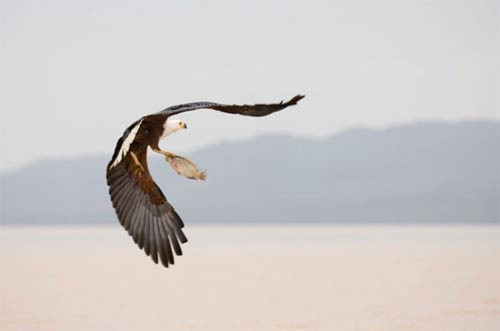 Avlanan hayvanların muhteşem görüntüleri - Resim: 3