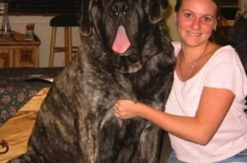 Dünyanın en büyük köpekleri görenleri ürkütüyor - Resim: 2