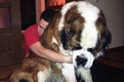 Dünyanın en büyük köpekleri görenleri ürkütüyor - Resim: 3