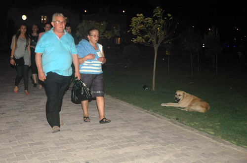 Başıboş köpekler tatilcileri bıktırdı - Resim: 1