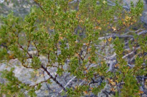 Bu 'şifalı bitkileri' artık satmak yasak! - Resim: 4
