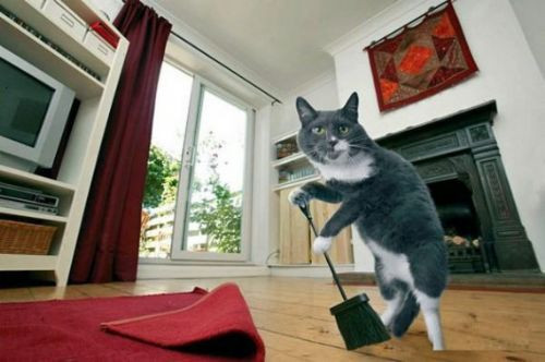 Bu kediler çok marifetli! - Resim: 1