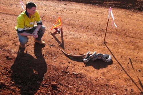 Yılanın kertenkele ziyafeti - Resim: 4