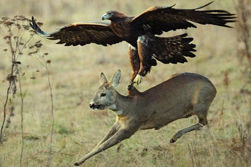 Yavru geyiği öyle bir kaptı ki - Resim: 1