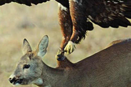 Yavru geyiği öyle bir kaptı ki - Resim: 3