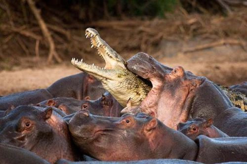 Vahşi doğanın en vahşi halleri - Resim: 1