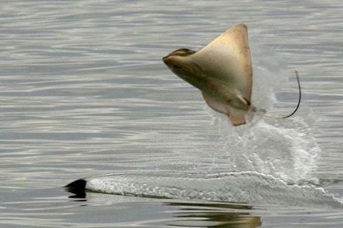 Vahşi doğanın en vahşi halleri - Resim: 3