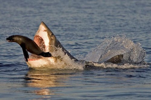 Denizde dehşet veren görüntüler - Resim: 3