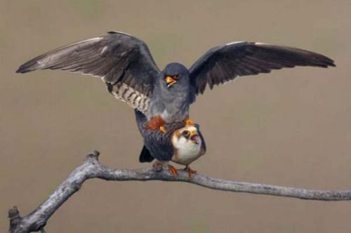 İşte hayvanların zor ve garip anları - Resim: 1