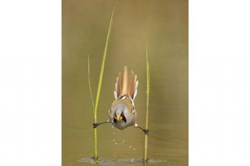 İşte hayvanların zor ve garip anları - Resim: 2