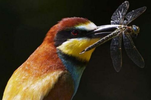 İşte hayvanların zor ve garip anları - Resim: 3