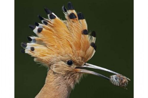 İşte hayvanların zor ve garip anları - Resim: 4