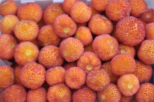 Kocakarı yemişindeki gençlik mucizesi - Resim: 1