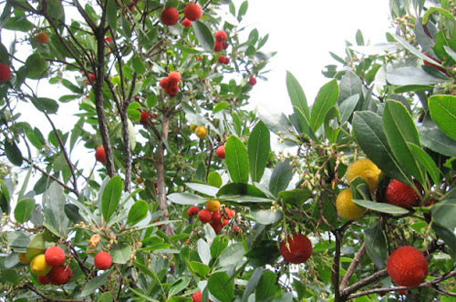 Kocakarı yemişindeki gençlik mucizesi - Resim: 2