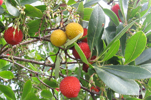 Kocakarı yemişindeki gençlik mucizesi - Resim: 3