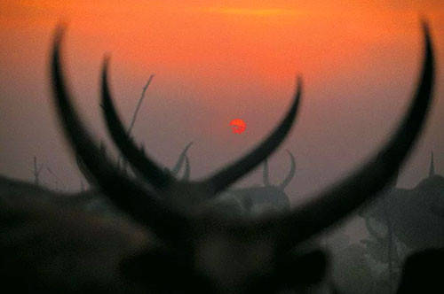 İnek idrarı ile her gün duş alıyorlar! Geleneğe bakın - Resim: 1