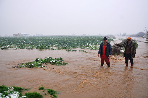 Binlerce hayvan telef oldu - Resim: 1