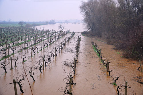 Binlerce hayvan telef oldu - Resim: 2