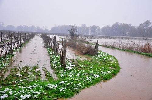 Binlerce hayvan telef oldu - Resim: 3