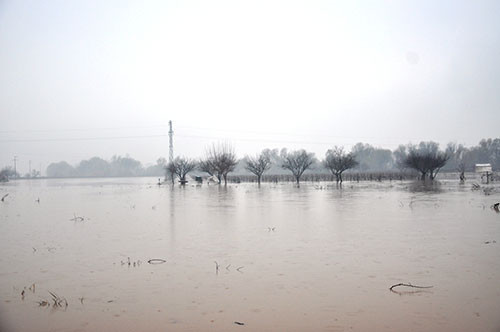Binlerce hayvan telef oldu - Resim: 4