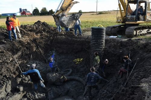 Fasulye tarlasında mamut fosili - Resim: 3