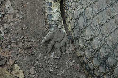 200 insan yiyen timsah - Resim: 2