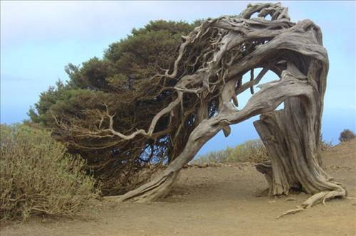 Dünyanın en ilginç ağaçları - Resim: 1