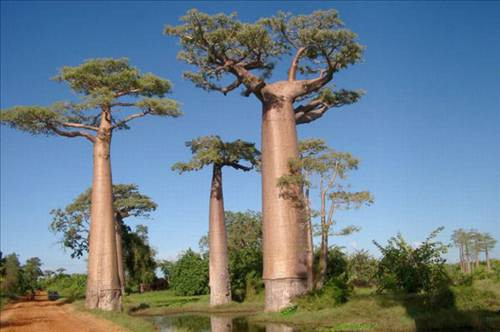Dünyanın en ilginç ağaçları - Resim: 2