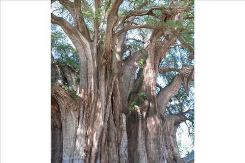 Dünyanın en ilginç ağaçları - Resim: 3