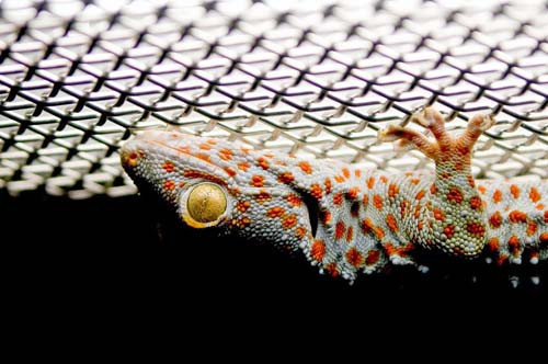 Vahşi hayattan etkileyici kareler - Resim: 1