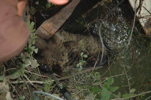 Sakarya'da ayı kurtarma operasyonu - Resim: 3