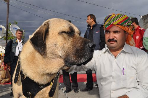 Lüks araba fiyatına köpekler - Resim: 1