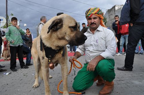 Lüks araba fiyatına köpekler - Resim: 2