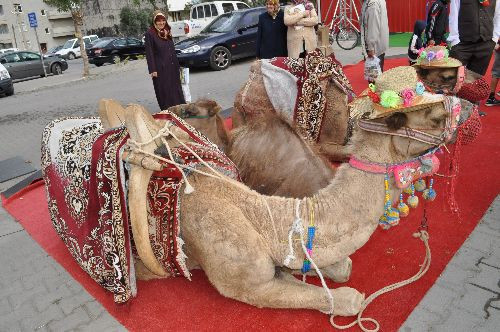 Lüks araba fiyatına köpekler - Resim: 4