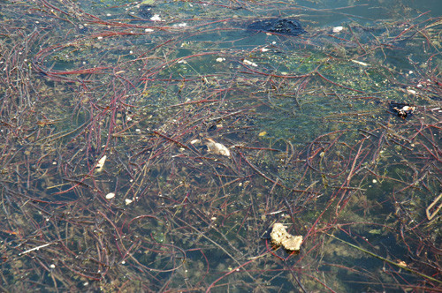 Seyhan Nehri'nde balık katliamı - Resim: 2
