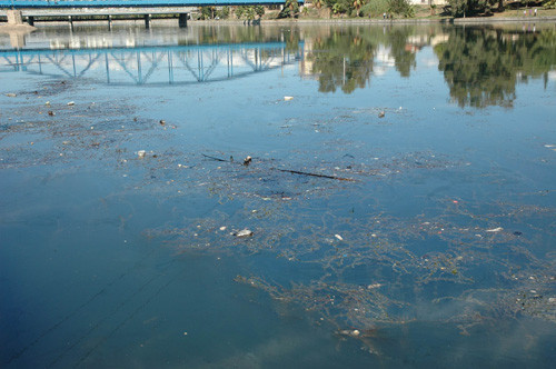 Seyhan Nehri'nde balık katliamı - Resim: 3