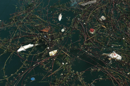 Seyhan Nehri'nde balık katliamı - Resim: 4