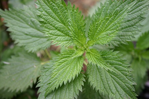 Bal ile karıştırınca doğal viagra - Resim: 3