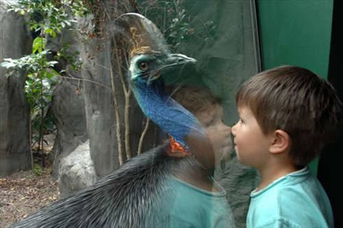Dünyanın en tehlikeli kuşu: Cassowary - Resim: 4