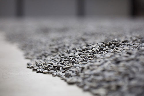 Bu çekirdekler 'çitlenmiyor' - Resim: 3