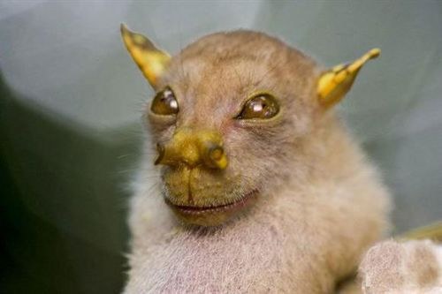 2010'un en garip hayvanları! - Resim: 3