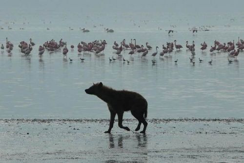 Sırtlanın müthiş avı - Resim: 1