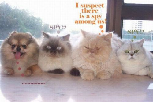 Gülmekten gözyaşı dökeceğiniz kareler! - Resim: 4