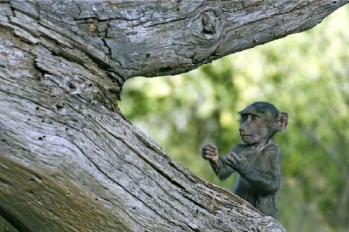 Kahkahalarla güleceğiniz komik kareler - Resim: 1