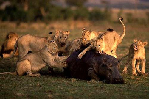 Doğanın vahşileri böyle avlanıyor! - Resim: 1